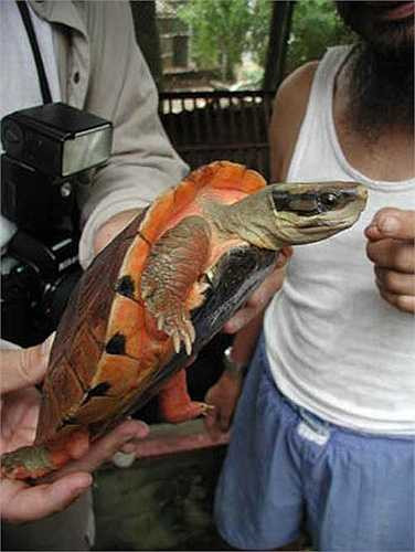 Ban ngày chúng ẩn dưới những đống lá cây mục nát ven suối hay ẩn ở các khe rãnh, tối mới ra kiếm mồi. 