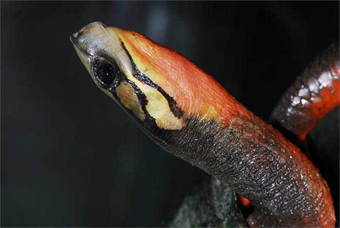 Chúng ăn các loài côn trùng, nhưng đặc biệt thích xác động vật chết lúc trương thối.