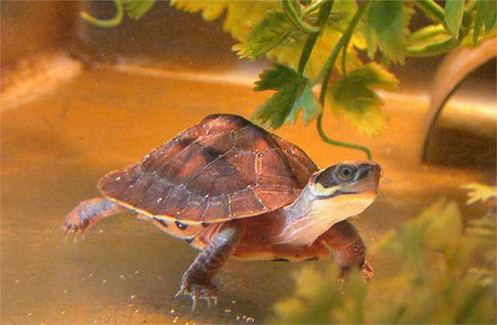 Thợ săn nghi ngờ vùng nào có rùa vàng, họ sẽ rải xác thối để nhử rùa vàng bò ra khỏi hang động, khe suối. 