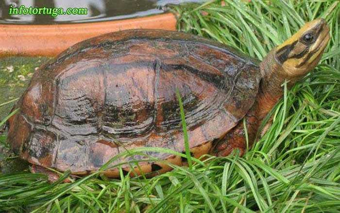 Điểm nhận dạng đặc trưng của loài rùa này là trên mai có 3 vạch màu xám đen, chạy theo 3 gờ nổi (1 gờ ở sống lưng, 2 gờ 2 bên). Điều này lý giải cho cái tên của chúng.