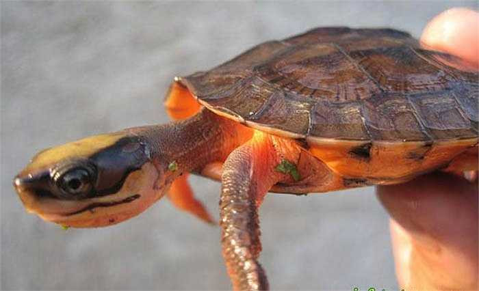 Rùa vàng được mua bán với giá như vàng bởi nó được đồn thổi chữa được các bệnh ung thư, đặc biệt là bệnh tim rất hiệu nghiệm.