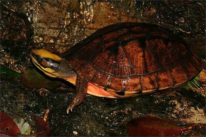 Có người quan niệm rùa vàng sống ở núi cao, hấp thụ linh khí của trời đất nên máu thịt tinh khiết, đại bổ ăn vào tăng cường sinh lực.