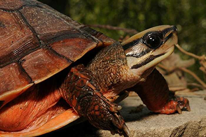 Lại có tin đồn những người mắc bệnh tim nếu uống rượu pha mật, huyết rùa vàng sẽ khỏi ngay. 