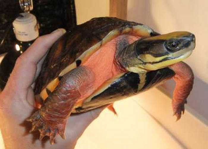 Với giá trị cao như vậy, giới thợ săn đã lục tung các cánh rừng để săn rùa vàng.