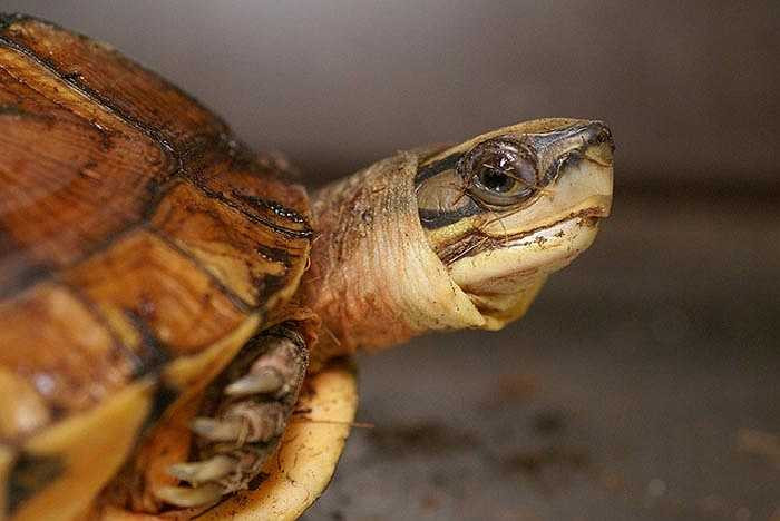 Chỉ có tin đồn rằng họ chế biến mai rùa vàng thành nhiều vị thuốc quý, giành cho giới quý tộc.