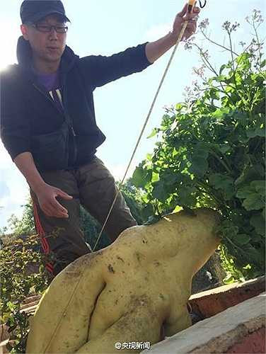 Người trồng không dùng phân bón hay hóa chất gì, chỉ tưới nước cho củ cải lớn lên hàng ngày. Không hiểu vì lý do gì mà kích thước lớn như vậy 