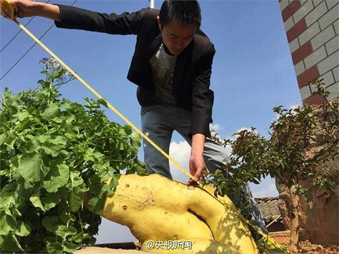Chiều dài của củ cải này lên đến 1,2m, kích thước lớn phải 1 người ôm mới xuể