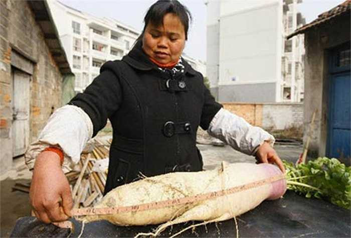 Cách đây không lâu, một nông dân ở Chiết Giang (Trung Quốc) cũng thu hoạch được một củ có khối lượng 6,2 kg, còn củ kia nặng 5,75 kg.