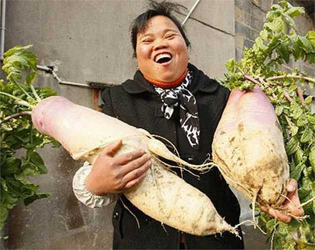 Trọng lượng của 2 củ cải lên đến 12kg, chiều dài gấp đôi những củ cải thông thường