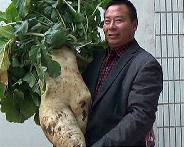 Hình ảnh chụp một nông dân khác ở Dương Châu (Giang Tô, Trung Quốc) thu hoạch củ cải nặng 14kg, dài 75cm