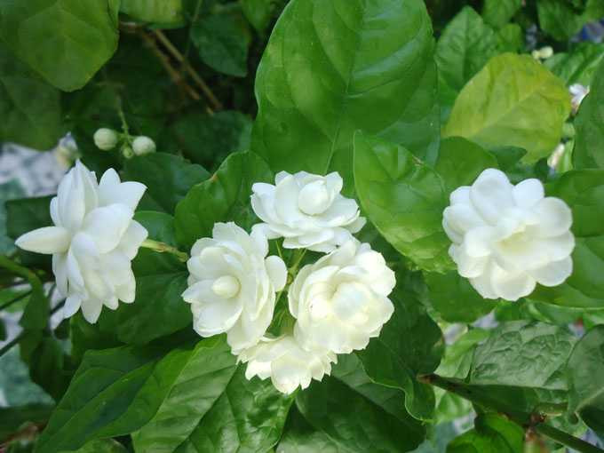 Bất ngờ với lợi ích thần kỳ từ hoa nhài đối với 'chuyện ấy'