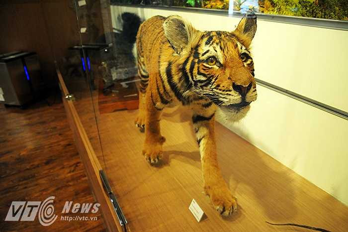 …cho tới những tiêu bản động vật với kích thước thật như loài hổ Đông Dương