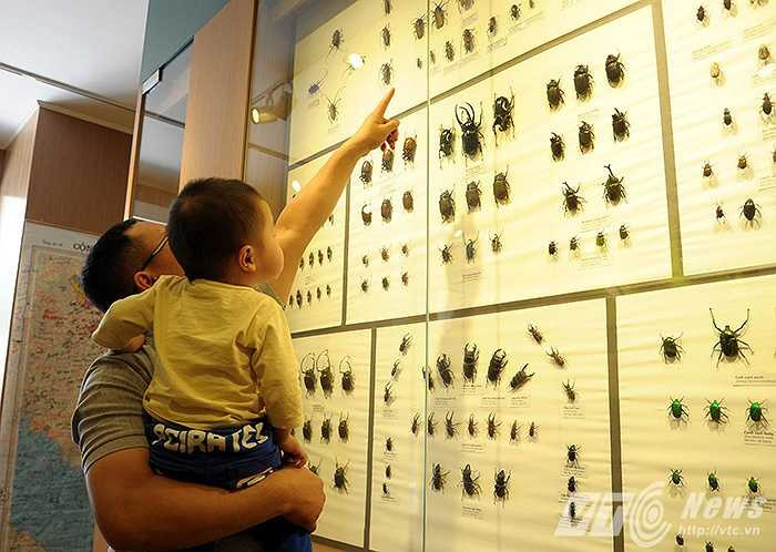 Anh Nguyễn Trọng Bằng (31 tuổi, Sóc Sơn, Hà Nội) cùng con trai đang khám phá sự đa dạng của thế giới côn trùng. Thế giới tự nhiên đa dạng đến không tưởng, chỉ riêng con ‘Xén tóc’ mà đã có đến hàng chục loại khác nhau từ mầu sắc, kích cỡ cho đến đặc tính… riêng của từng loài