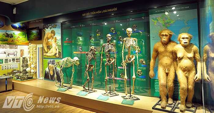 Bảo tàng thiên nhiên Việt Nam còn có phòng chiếu phim 3D trình chiếu những bộ phim về thiên nhiên. Bảo tàng thiên nhiên Việt Nam mở cửa miễn phí đón du khách thăm quan từ Thứ 5 cho tới Chủ Nhật hàng tuần. (Ảnh: Việt Linh)