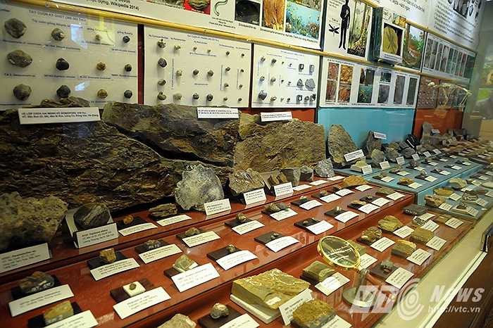 Bắt đầu chuyến hành trình ngược thời gian, du khách được tận mắt chứng kiến hàng ngàn mẫu vật hóa thạch có niên đại lên đến 200 triệu năm tuổi được các nhà khoa học thu thập, nghiên cứu từ khắp mọi miền tổ quốc và những bản sao hóa thạch từ nhiều nơi khác trên thế giới.