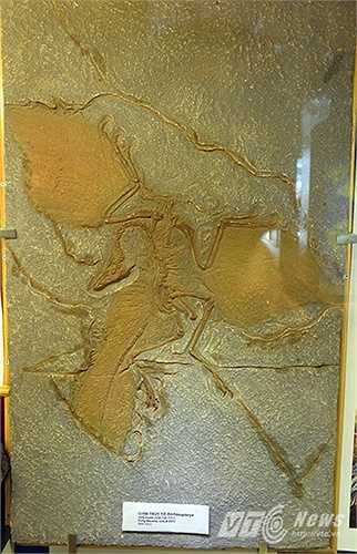 Bản sao mẫu hóa thạch ‘Chim thủy tổ Archaeopteryx có niên đại từ 154 – 135 triệu năm’ được tìm thấy tại vùng Bavaria, CHLB Đức.