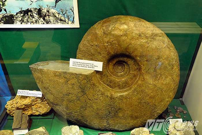 Mẫu hóa thạch Cúc đá Pachydesmoceras khổng lồ, có đường kính lên tới 80cm.