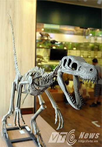 Một mẫu hóa thạch khủng long được phục dựng lại trong bảo tàng Thiên nhiên Việt Nam