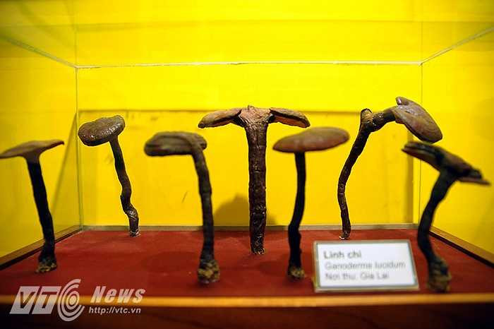 Bên cạnh những mẫu địa chất cổ, hóa thạch động thực vật là rất nhiều tiêu bản, sơ đồ phát triển của các loại thực vật ở Việt Nam vốn rất đa dạng bởi những đặc trưng về kiểu khí hậu, vị trí địa lý, kiểu đất, cảnh quan…