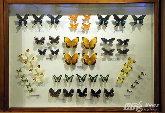 Với hơn 25.000 mẫu vật trưng bầy về các loài côn trùng khiến du khách đi hết từ ngạc nhiên này đến ngạc nhiên khác.