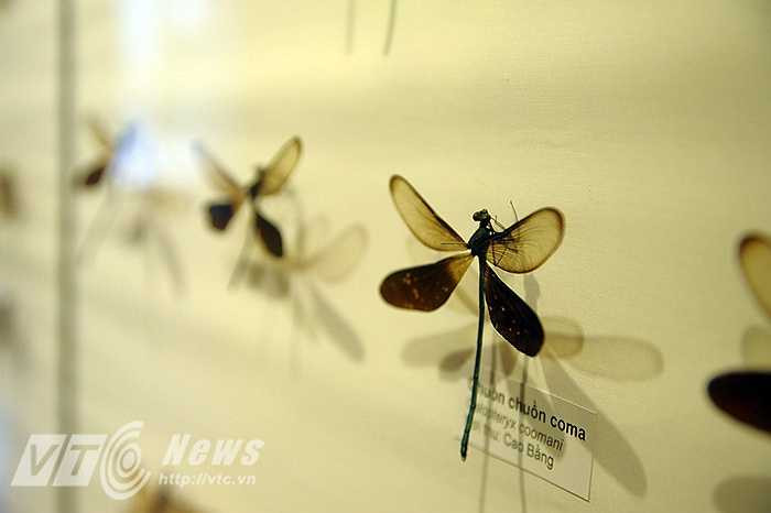 Từ những mẫu côn trùng có kích thước nhỏ hơn một đốt ngón tay…