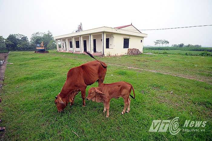 Và trở thành bãi chăn nuôi động vật của người dân sống xung quanh khu vực.