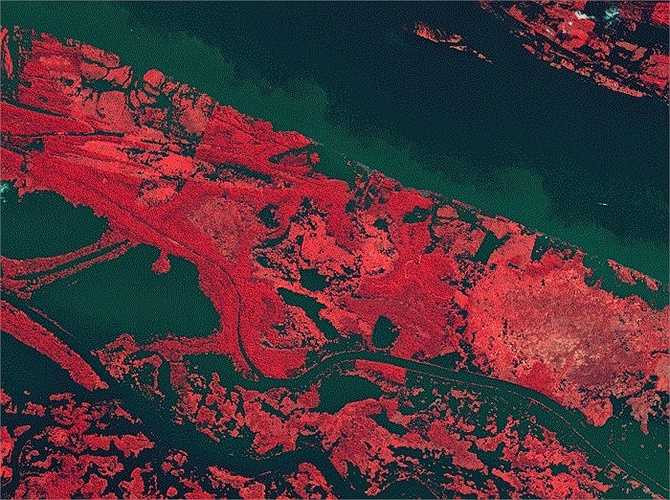 Đây là sông Amazon ở trung tâm vùng rừng nhiệt đới phía bắc của Brazil. Thảm thực vật đã được tô màu hồng - nơi nào càng sẫm màu thì nơi đó mật độ các thảm thực vật càng dày.