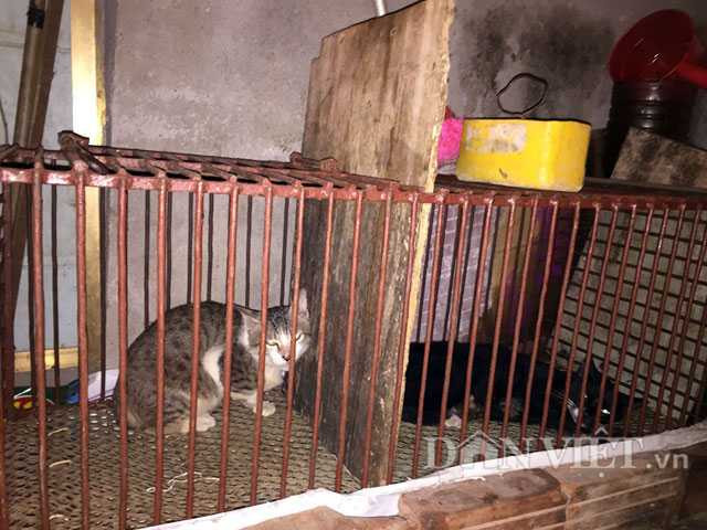 Lạnh người chứng kiến mèo bị dìm chết, xẻ thịt ở Thái Bình