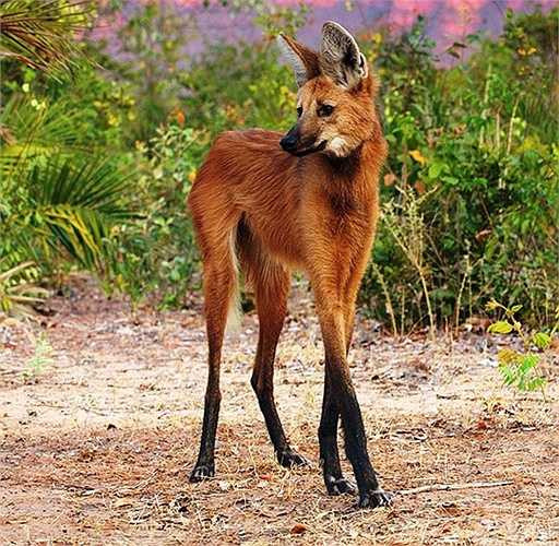 Sói bờm là một loài động vật thuộc họ Chó. Đây là họ lớn nhất của Nam Mỹ, giống như một con cáo lớn với bộ lông màu hơi đỏ. Chúng có đôi chân cao, mảnh khác thường thích nghi với cuộc sống nơi vùng đồng cỏ cao.