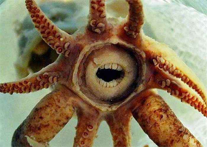 Loài mực Promachoteuthis Sulcus hiếm có sống ở độ sâu 2000m dưới Đại tây Dương. Chúng đặc trưng bởi hàm răng giống con người một cách hoàn hảo. Nó là sinh vật các thợ lặn không bao giờ muốn chạm mặt. 