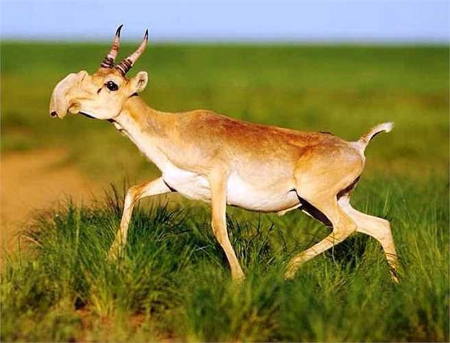 Linh dương Saiga chỉ còn hơn 50.000 cá thể trong tự nhiên. Chúng khá giống các loài linh dương khác trừ chiếc mũi to quá khổ kỳ quái vươn ra ngoài như vòi voi.