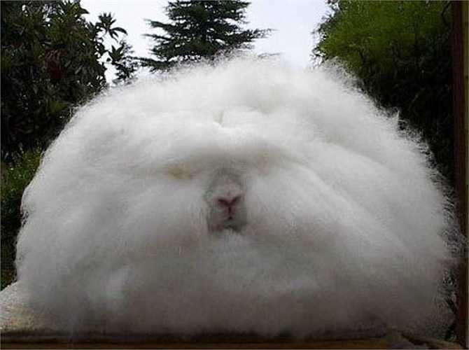 Loài thỏ Angora trông giống cục bông khổng lồ. Chúng là thú nuôi ưa thích vì tính tình hiền lành, nghe lời nếu được dạy dỗ cẩn thận.