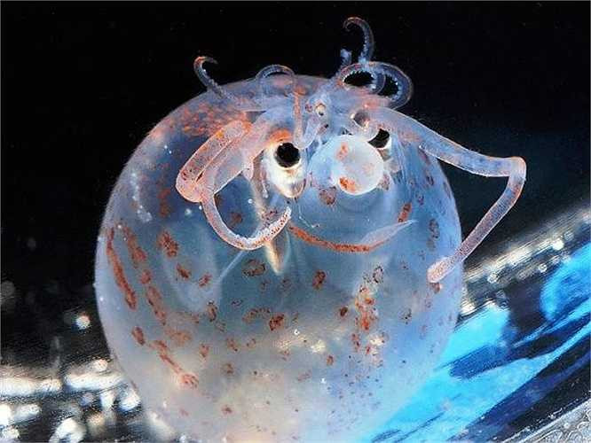 Mực Piglet thực sự khiến người ta liên tưởng đến hình ảnh một chú heo con trong hình hài một con mực. Loài vật này sống dưới độ sâu 1000m và đạt chiều dài thân chỉ 10cm. Cơ thể của chúng như một cái phễu nhỏ và sử dụng vây để bơi từ từ trong nước.