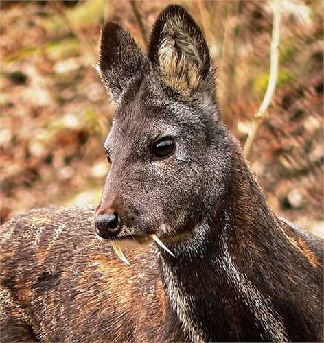 Hươu xạ sở hữu cặp răng nanh ma cà rồng lớn mọc chĩa ra ngoài. Sở dĩ chúng có tên gọi như vậy vì chúng sinh ra xạ hương được sử dụng trong nước hoa, nhan và dược phẩm. Tuyến xạ của chúng được cho là giá trị hơn vàng, khi được bán với giá 45.000 USD/kg tại chợ đen.