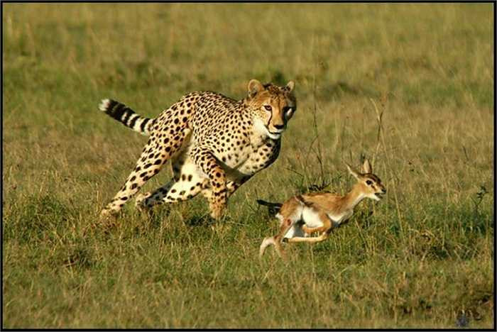 Với tốc độ trung bình 70km/h và có thể đạt tới 120 km/h, những con mồi đã vào tầm ngắm của báo săn rất khó thoát.