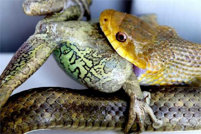 Rắn có cấu tạo hàm khá đặc biệt, hai hàm không gắn cố định và không có khả năng cắn xé mồi nhưng chúng có khả năng há miệng đủ to để nuốt chửng những con mồi lớn.