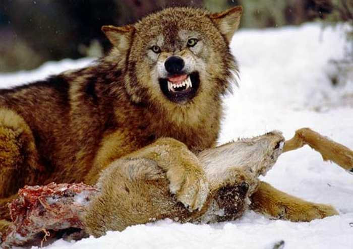 Sói là những tên săn mồi dẻo dai, theo bầy đàn nên hiệu quả săn mồi của chúng rất cao. Sói rất dai sức, có thể săn bám mồi liên tục trong thời gian dài và chạy nhanh tới 65 km/h.