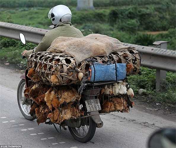 Dường như không có giới hạn nào cho những hàng hóa được chở sau xe máy ở Việt Nam.