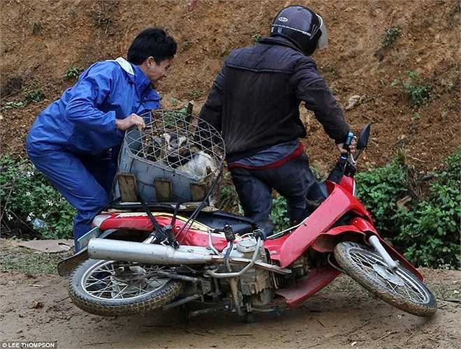 Một chiếc xe máy chở theo 8 con dê phía sau bị đổ vì đường trơn.