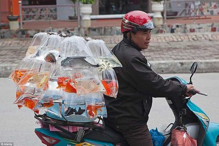 Những túi bóng đựng cá cảnh được buộc sau xe máy ở thành phố Hạ Long.