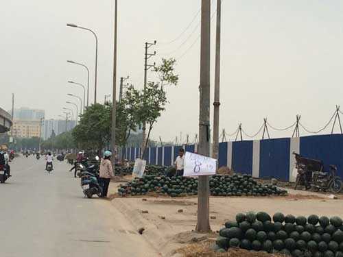 hoa quả 5000