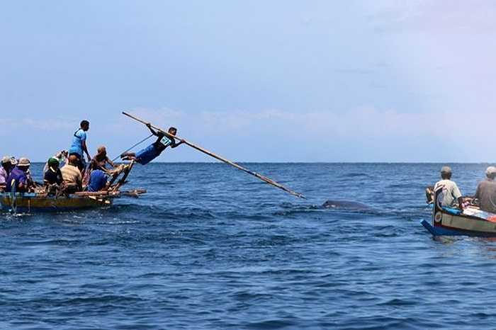 Khi ra khơi, họ sử dụng những ngọn giáo dài hàng mét để đâm cá