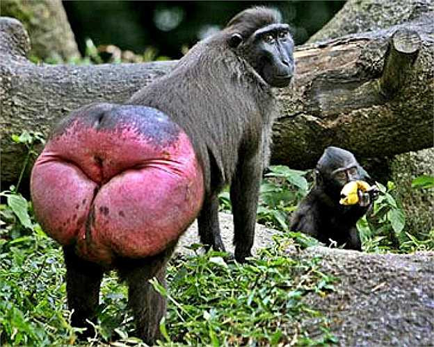 Loài khỉ Crested black macaque này chỉ được tìm thấy ở một số vùng phía tây bắc Indonesia, chủ yếu là trên đảo Celebes. Chúng thường bị con người giết vì phá hoại ruộng vườn.