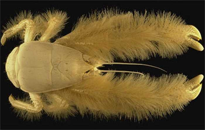 Kiwa hirsuta là một loài giáp xác có hình dáng giống loài tôm và được bao phủ bởi một lớp lông mịn màu vàng. Chúng bị mù, và chỉ có “dấu vết của một lớp màng” ở vị trí đôi mắt. 