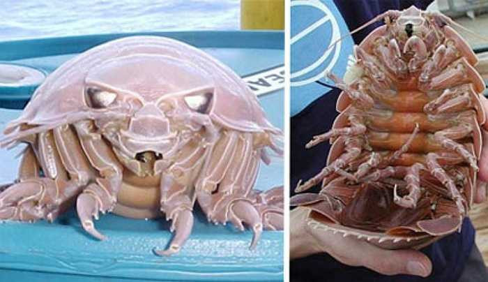 Bọ chân đều khổng lồ (Giant Isopods) trông giống như một con côn trùng phóng to. Chúng ăn rất ngon nhưng rất khó đánh bắt.