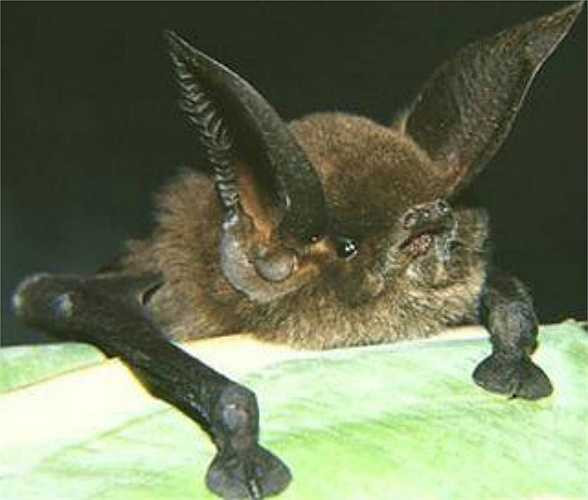 Dơi Chân Dính dùng giác hút trên cánh và mắt cá chân để bám vào lá cũng như bất kì bề mặt trơn nhẵn khác.