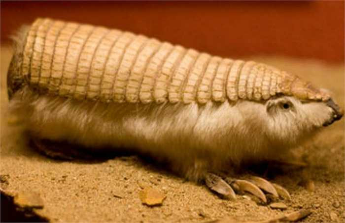 Loài tatu nhỏ nhất thế giới Chlamyphorus truncatus sống ở Agrentina chỉ có chiều dài cơ thể (84-117mm). Loài động vật có vú này có mai đê bảo vệ cơ thể màu hồng và lông dày, mịn.