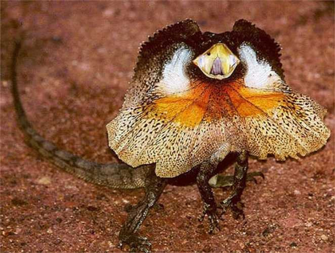 Thằn lằn cổ diềm Chlamydosaurus kingii có diềm xếp nếp lớn quanh cổ, thường được gập sát vào cơ thể. Phần lớn thời gian chúng ở trên cây, chế độ ăn của loài này chủ yếu là côn trùng và động vật có xương nhỏ.