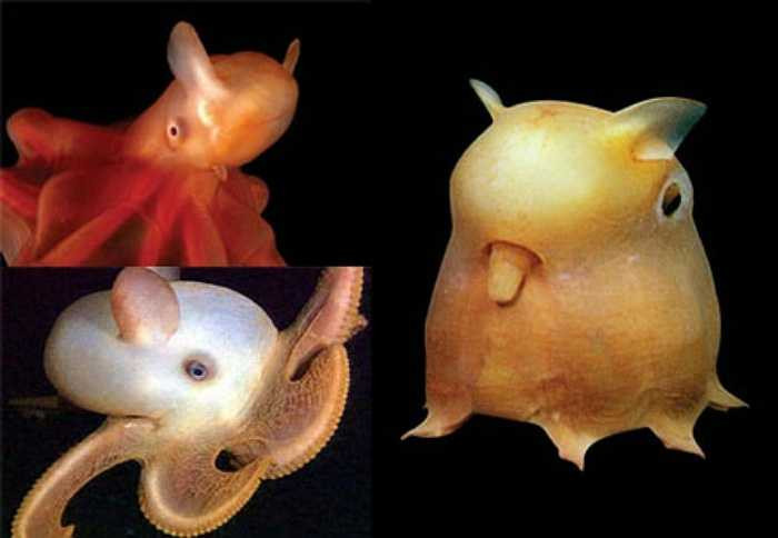 Bạch tuộc Dumbo được biết đến với chiếc đầu có hình thù kỳ lạ, với vây nhô ra trên đầu giống như tai của chú voi biết bay Dumbo trong bộ phim hoạt hình cùng tên. 