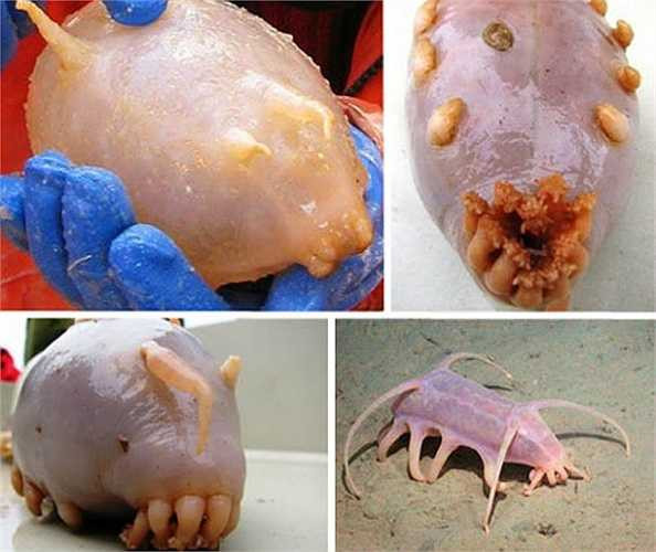 Lợn biển chỉ sống chỉ sống ở đáy đại dương và ăn các sinh vật phù du trên lớp bùn lày.